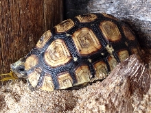 Please identify this lil guy