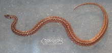 unknown snake 2nov2013