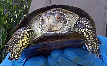 mystery turtle