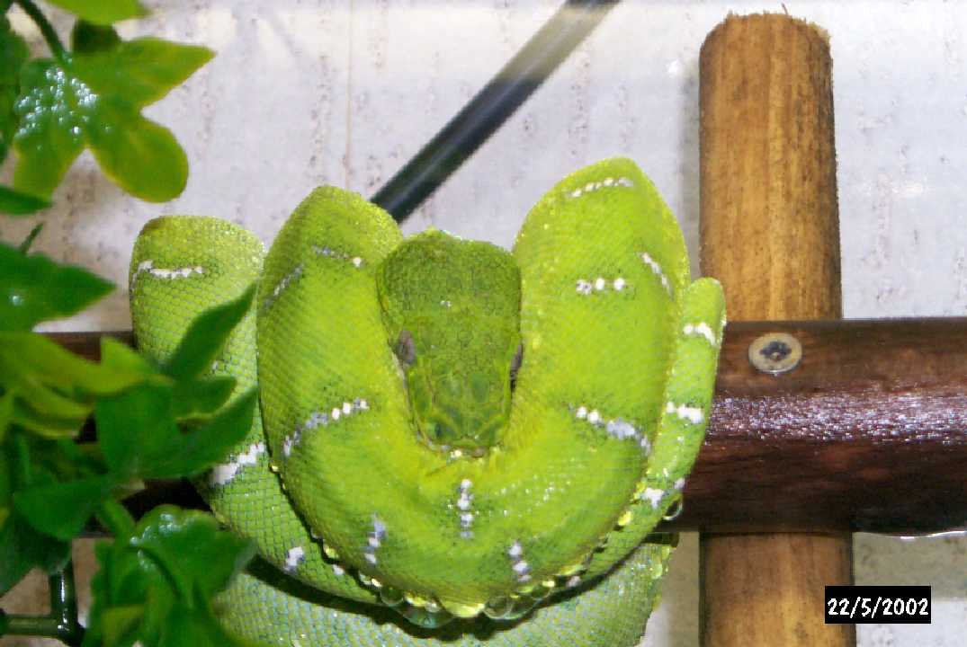 corallus caninus