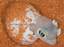 hatchling1
