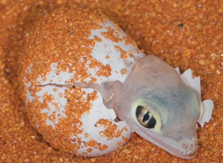 hatchling1