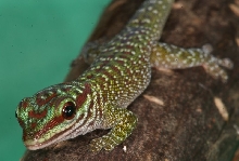 Phelsuma madagascariensis madagascariensis