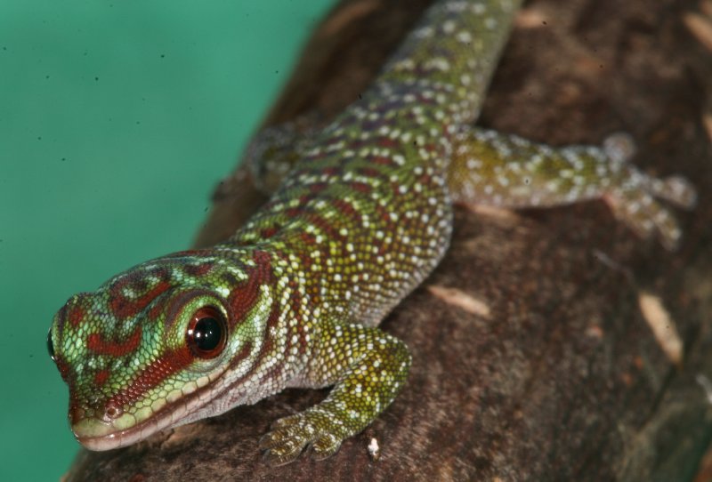 Phelsuma madagascariensis madagascariensis