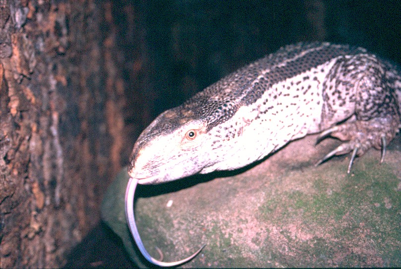 V. a. albigularis (male)
