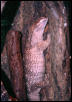 V. a. albigularis