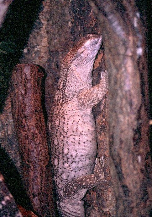 V. a. albigularis