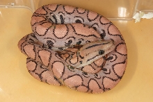 BRB hypo morph aberrant