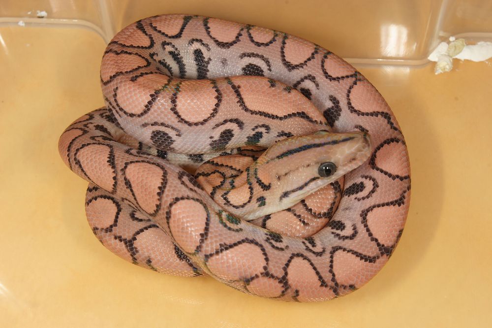 BRB hypo morph aberrant