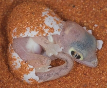 hatchling2