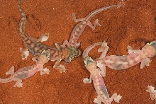 P. rangei Group