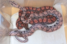 BRB hyp aberrant morph