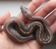 Ball Python Ghost Combo