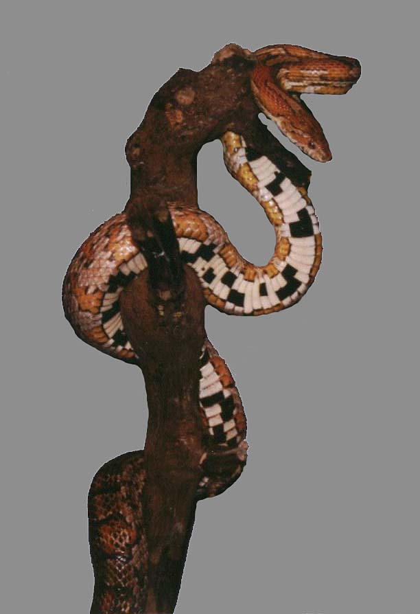 The Classic Cornsnake
