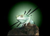 Chacoan Monkey frog