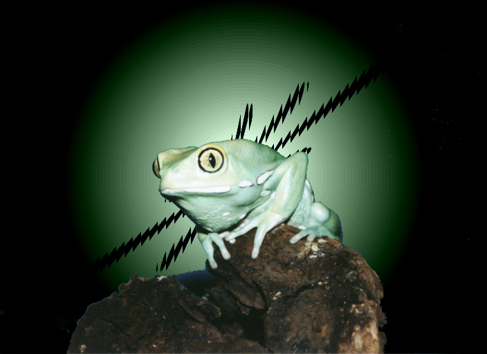 Chacoan Monkey frog