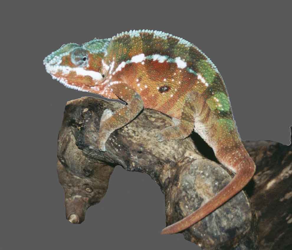 Male Panther