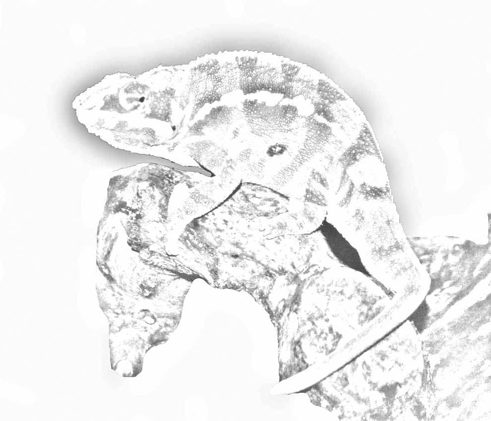 Panther Sketch