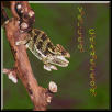 Female Veiled