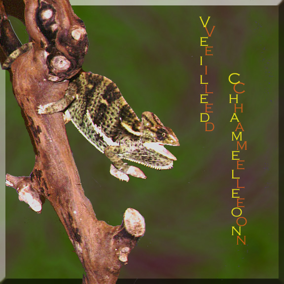 Female Veiled