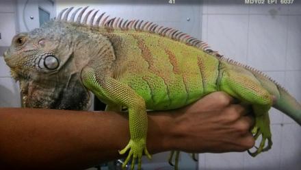 my iguana