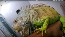 my iguana