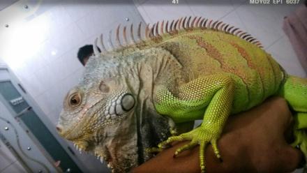my iguana