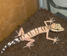 My Chinese Leopard!