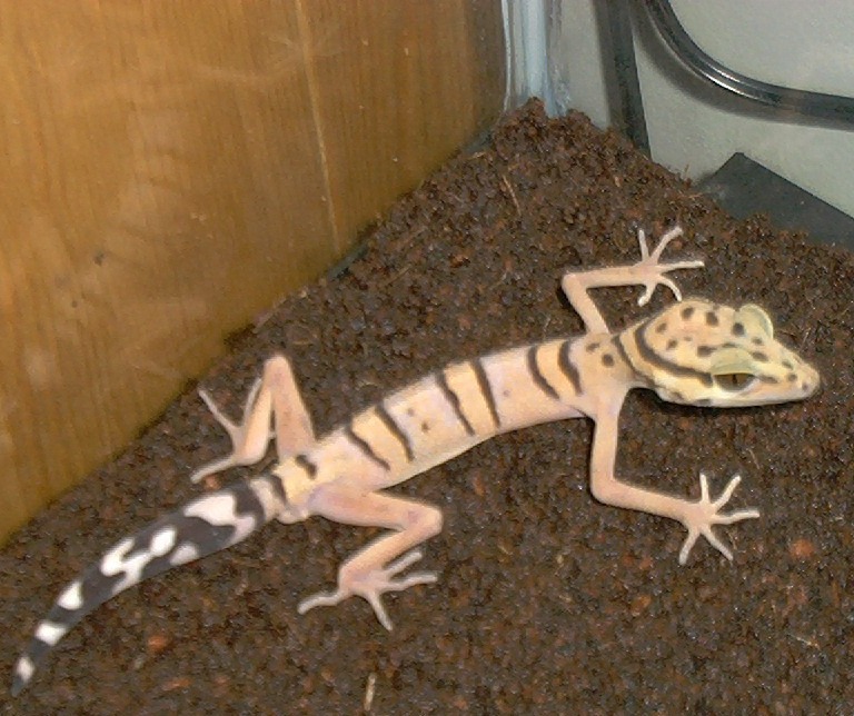 My Chinese Leopard!