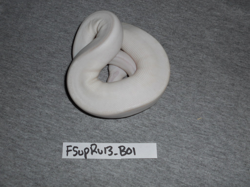 FSupRu13_B01 (Pic 2)