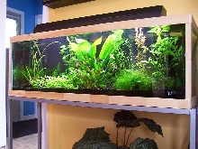 40gal planted