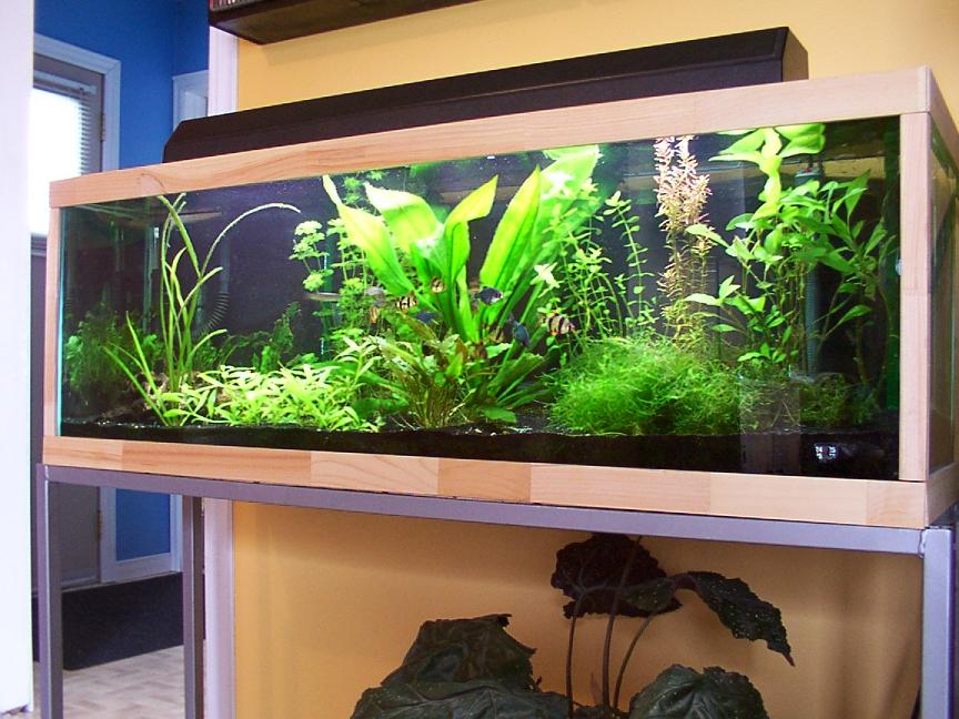 40gal planted