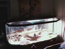 Is this a good home for a uromastyx??