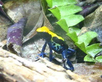 Brazilian Cobalt