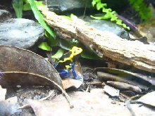 Brazilian Cobalt