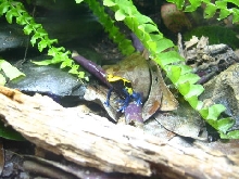 Brazilian Cobalt 2