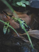 Lime Green Pair