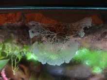 Slime Mold