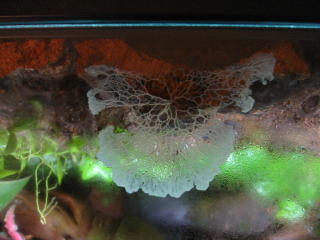 Slime Mold