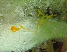 Slime Mold in Vivarium ... neat stuff