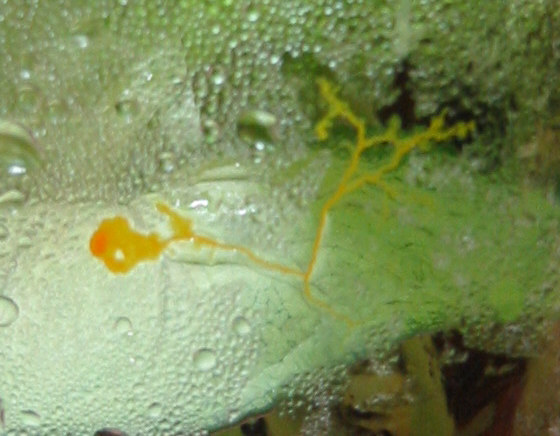 Slime Mold in Vivarium ... neat stuff