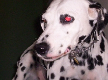 tired dog