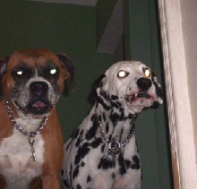 Bad Asses...