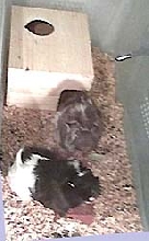 PIIIIIIGGGGGSSS!