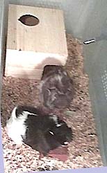 PIIIIIIGGGGGSSS!