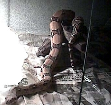boa 2003