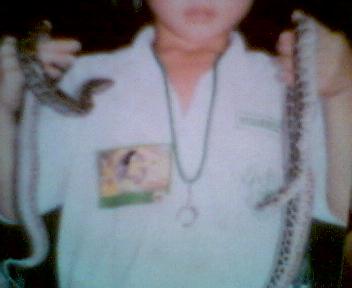 Burmese hatchlings