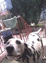 Archie