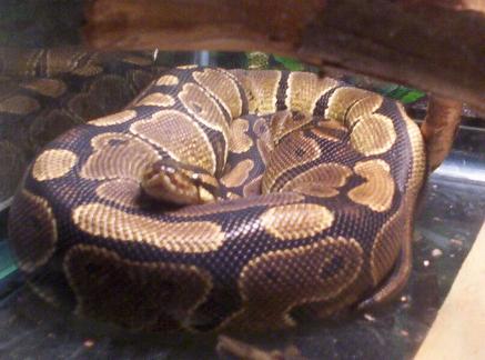 Ball Python