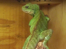 Chuck